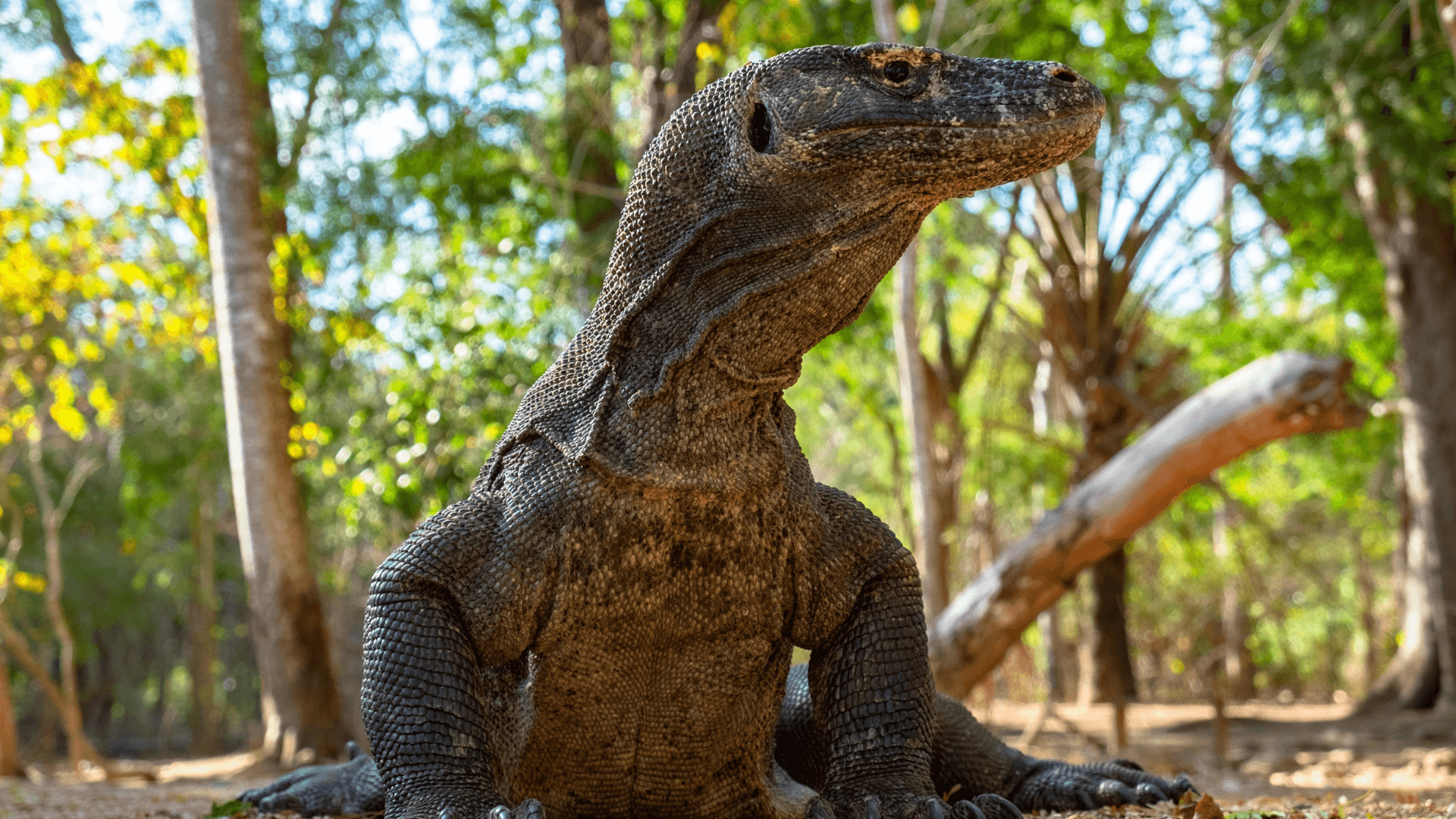Pulau Komodo