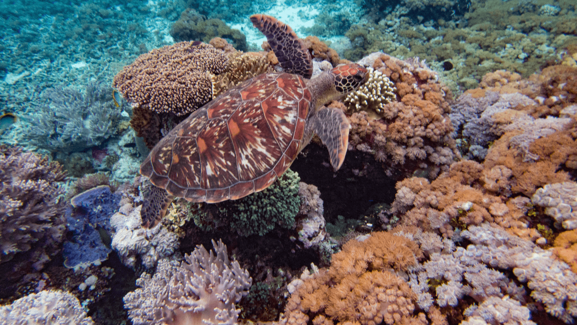 Pulau Menjerite